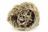 Polished Fossil Stromatolite Colony on Petrified Wood - Utah #351208-1